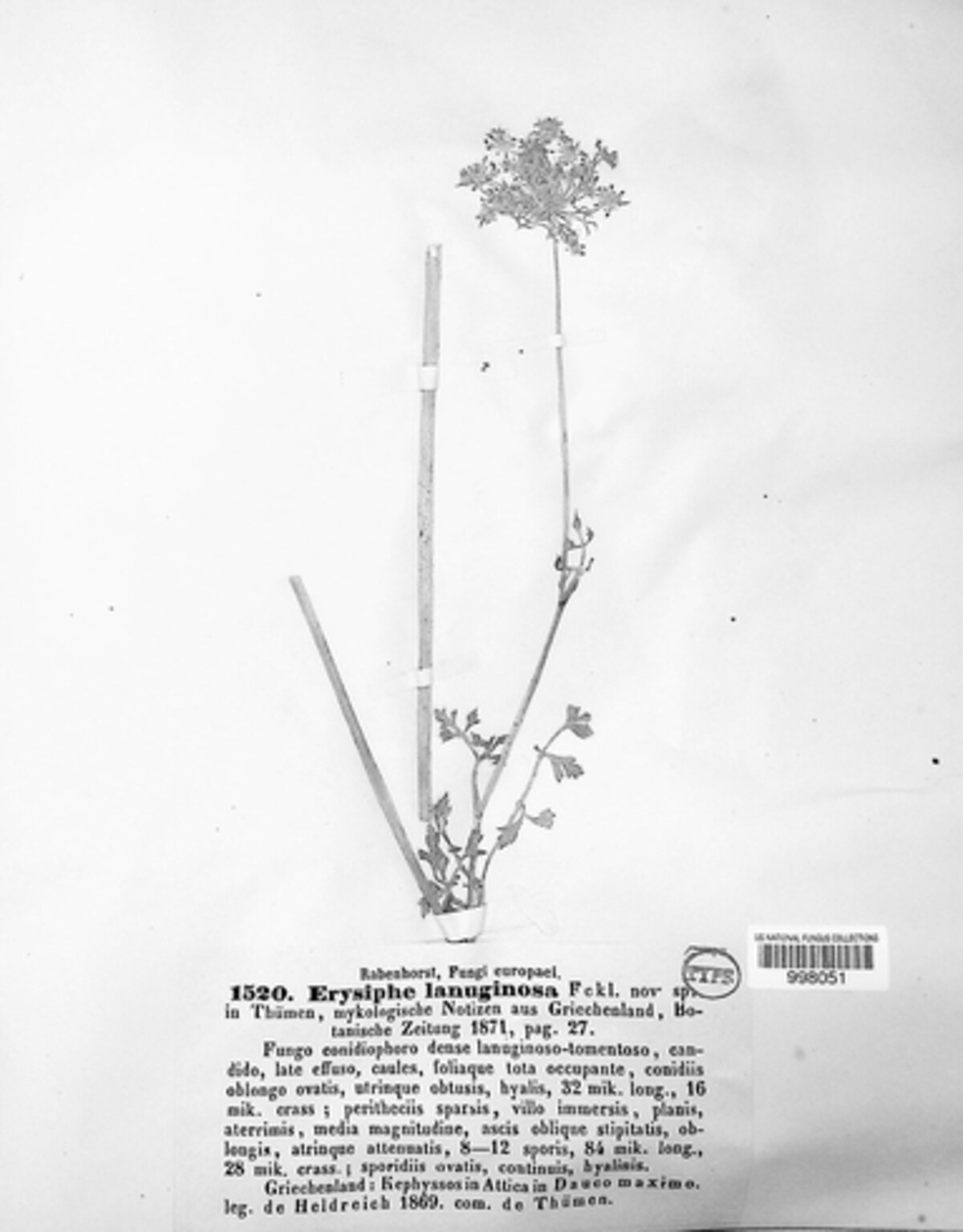 Leveillula lanuginosa image